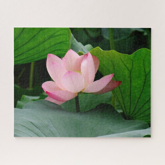Quebra-cabeça Água Lily (Horizontal)