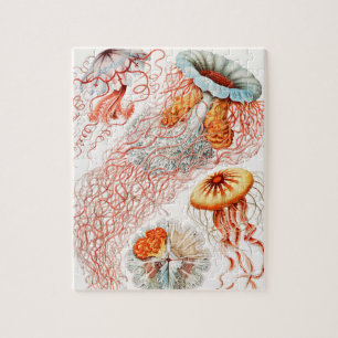 Quebra-cabeça Água-viva, Desconto de Ernst Haeckel