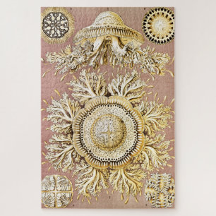 Quebra-cabeça Água-viva, Disco de Ernst Haeckel
