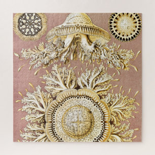 Quebra-cabeça Água-viva, Discomedusae por Ernst Haeckel