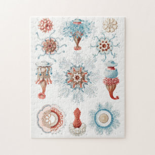 Quebra-cabeça Água-viva, Siphonophorae Staatsquallen Marine Life