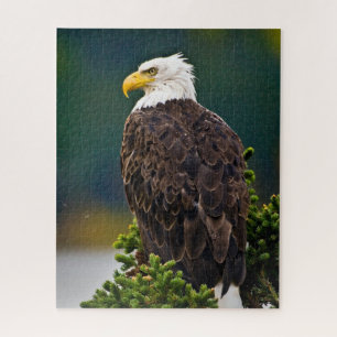 Quebra-cabeça Águia Americana Careca Empoleirada