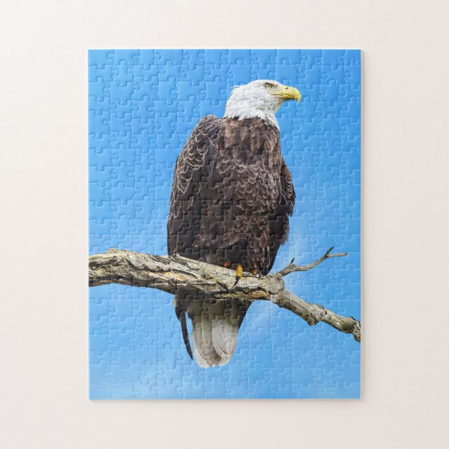 Quebra-cabeça Águia Americana Empoleirada em um Galho (Vertical)
