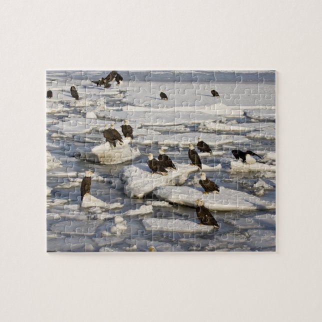 Quebra-cabeça Águia-careca, Haliaeetus leucocephalus, Homer, 2 (Horizontal)