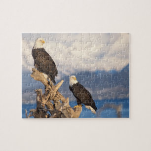 Quebra-cabeça águia-pescadora-americana, Haliaeetus leuccocephal