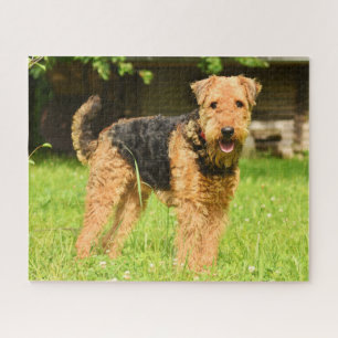 Quebra-cabeça Airedale Terrier Puppy Dog