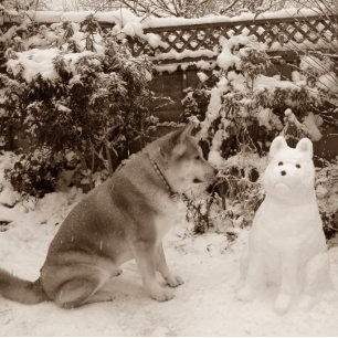 Quebra-cabeça akita bonitinha na neve com foto de cachorro de sn