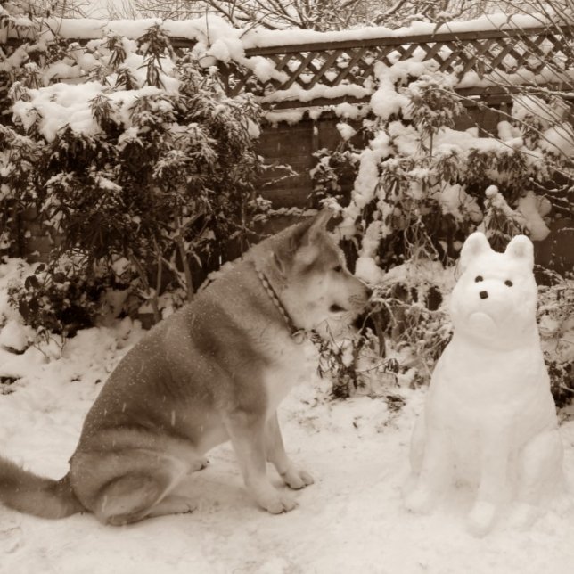 Quebra-cabeça akita bonitinha na neve com foto de cachorro de sn (Criador carregado)