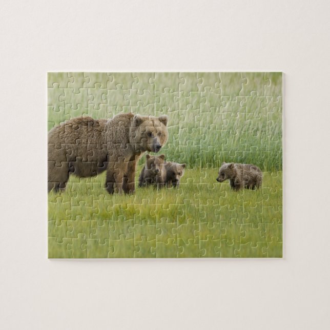 Quebra-cabeça Alaskan Brown Bear Sow e três Cubs, Ursus (Horizontal)