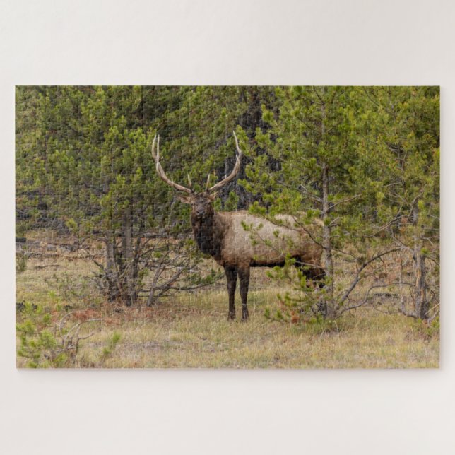 Quebra-cabeça Alce Macho | No Parque Nacional de Yellowstone (Horizontal)