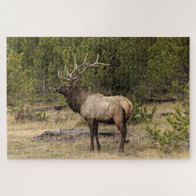 Quebra-cabeça Alce Macho Parque Nacional de Yellowstone, Wyoming (Horizontal)