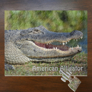 Quebra-cabeça Alligator americano