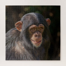 Alma Brincalhona – Chimpanzé Bebê Close-Up
