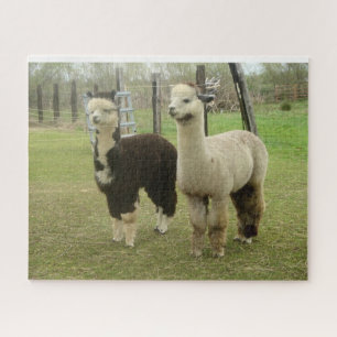 Quebra-cabeça Alpacas