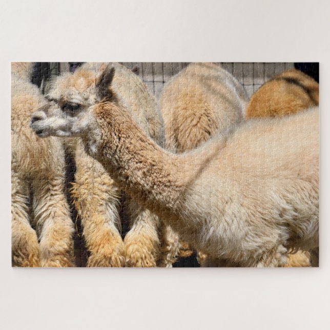 Quebra-cabeça alpacas na fazenda (Horizontal)