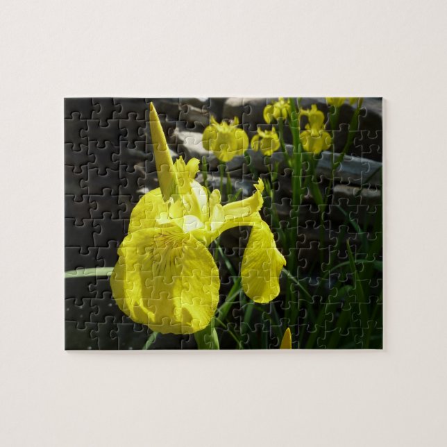 Quebra-cabeça Amarelo Írisos Brilhantes Primavera Floral (Horizontal)