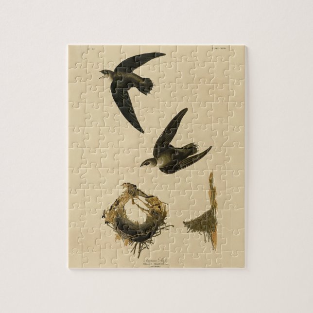 Quebra-cabeça American (Chimney) Swift Audubon, Birds da América (Vertical)