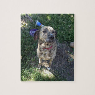 Quebra-cabeça American Pit Bull Terrier