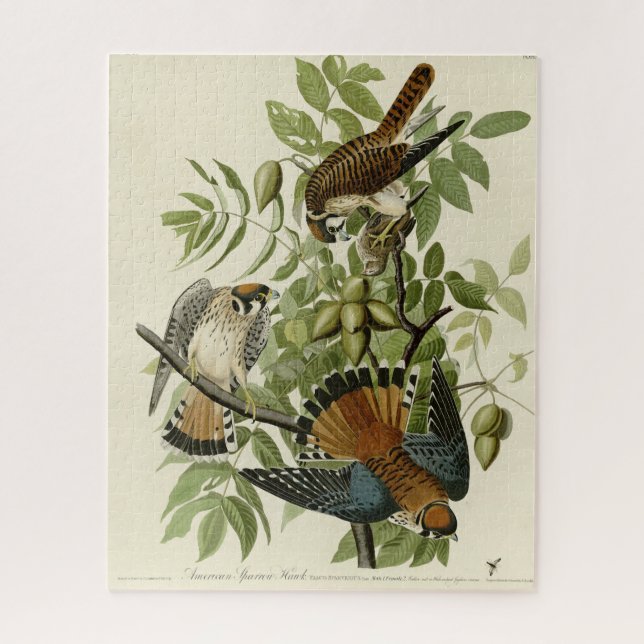 Quebra-cabeça American Sparrow Hawk - As Aves da América de Audu (Vertical)