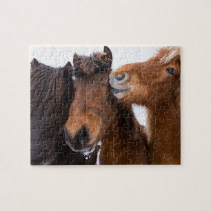 Quebra-cabeça Amigos do cavalo islandês, Islândia