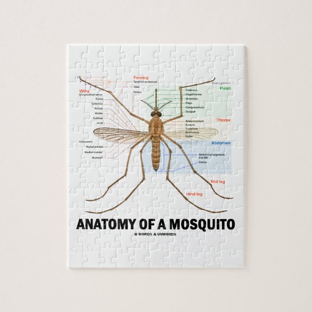 Quebra-cabeça Anatomia de um mosquito (entomologia) (Vertical)