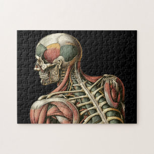 Quebra-cabeça Anatomia humana no homem do esqueleto Arte médica