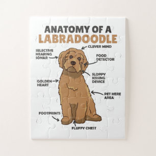 Quebra-cabeça Anatomy Of A Labradoodle Cute Canine Puppy