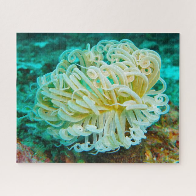 Quebra-cabeça Anêmonas-do-mar (Horizontal)