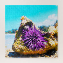 Anemônias marítimas