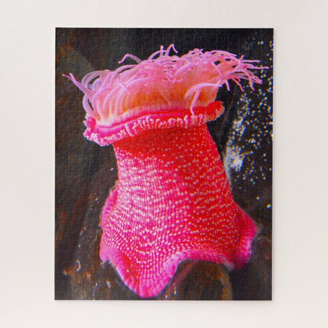 Quebra-cabeça Anemônias marítimas (Vertical)