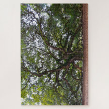 Angel Oak, Carolina do Sul