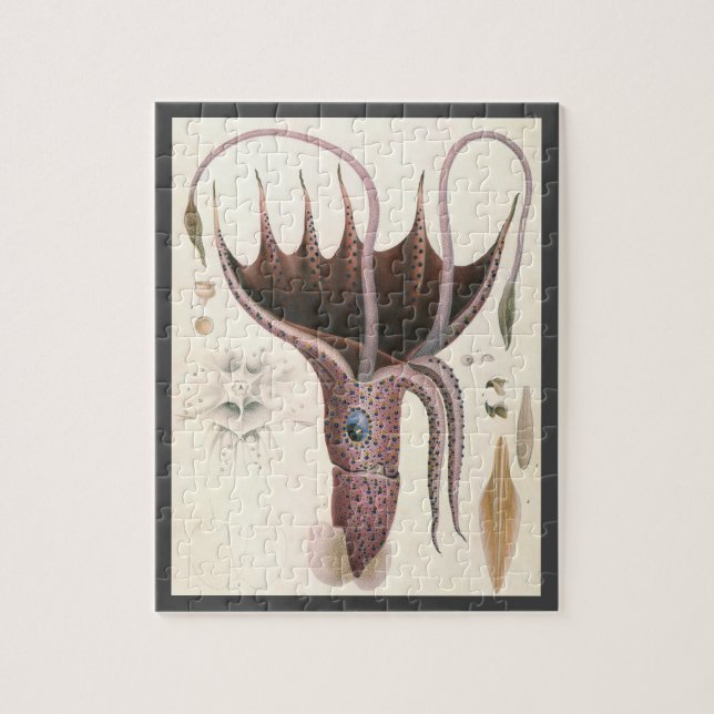 Quebra-cabeça Animais da Vida Marinha Antiga, Lula Guarda-Chuva (Vertical)