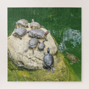Quebra-cabeça animais, répteis, tartarugas, água, natureza, pl
