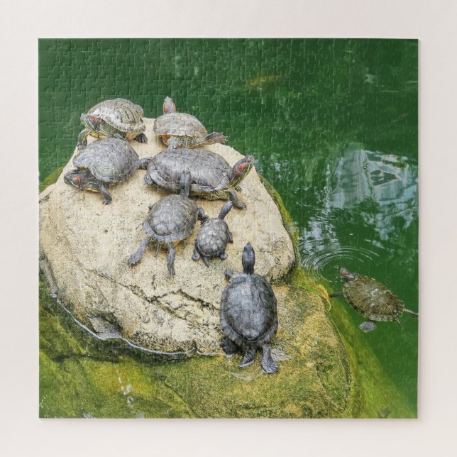 Quebra-cabeça animais, répteis, tartarugas, água, natureza, plan (Vertical)