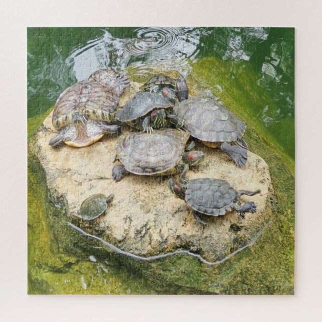 Quebra-cabeça animais, répteis, tartarugas, água, natureza, plan (Vertical)