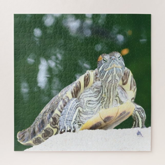 Quebra-cabeça animais, répteis, tartarugas, água, natureza, plan (Vertical)