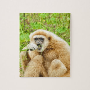 Quebra-cabeça Animal engraçado do macaco