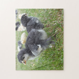 Quebra-cabeça animal, pintinho, frango, fazenda, fofo, pássaro,