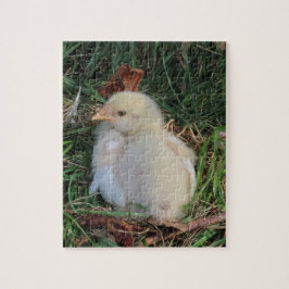 Quebra-cabeça animal, pintinhos de galinha vivem em grama verde