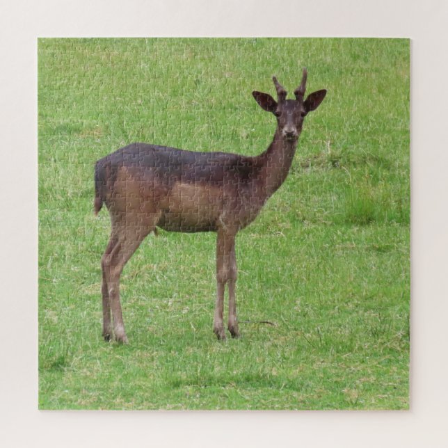 Quebra-cabeça animal, veado, natureza, fauna selvagem, selvagem, (Vertical)