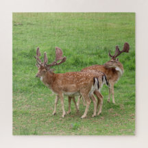 animal, veado, natureza, fauna selvagem, selvagem,