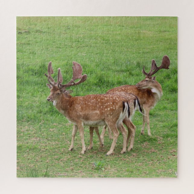 Quebra-cabeça animal, veado, natureza, fauna selvagem, selvagem, (Vertical)