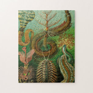 Quebra-cabeça Annelides por Ernst Haeckel