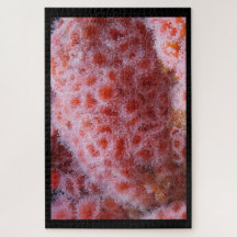 Anônimo do Mar, Pink Pastel