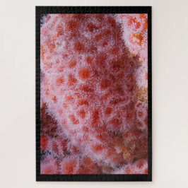 Quebra-cabeça Anônimo do Mar, Pink Pastel