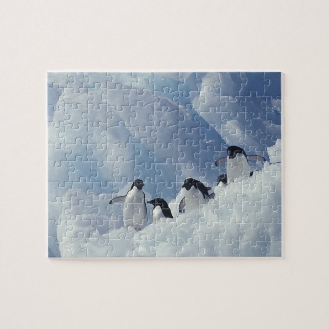 Quebra-cabeça Antártica. Pinguins addeliados (Horizontal)