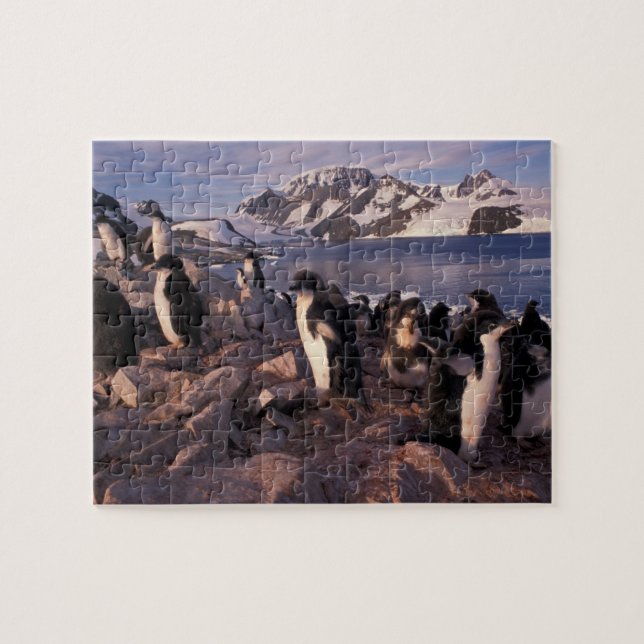 Quebra-cabeça Antártica, pintinhos de pinguins adereços (Horizontal)