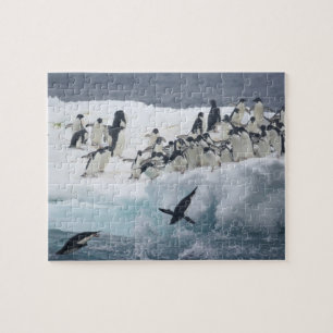 Quebra-cabeça Antártida, Ilha Paulet. Pinguins Adelie