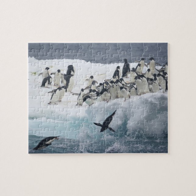 Quebra-cabeça Antártida, Ilha Paulet. Pinguins Adelie (Horizontal)