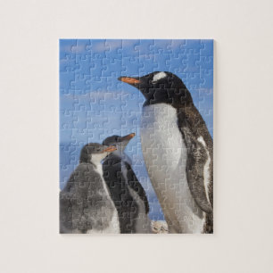 Quebra-cabeça Antártida, Neko Cove (Porto). Pinguim-de-gosta-bra
